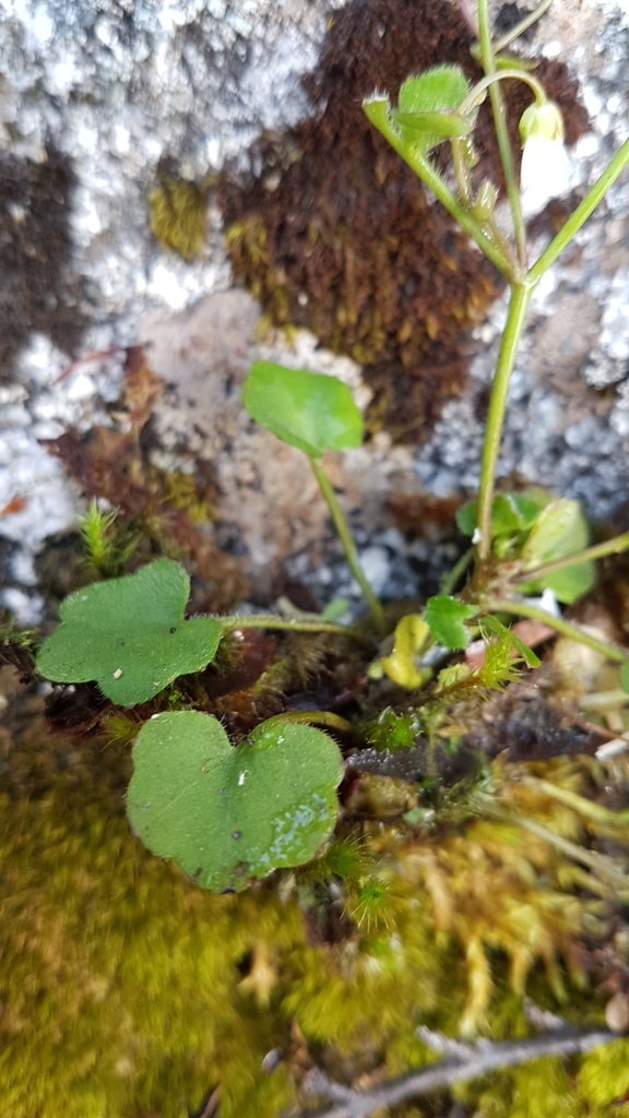 Cardamine forsteri