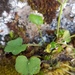 Cardamine forsteri - Photo (c) Chris Ecroyd, algunos derechos reservados (CC BY-NC), subido por Chris Ecroyd