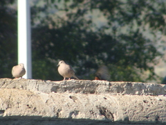 Columbina inca