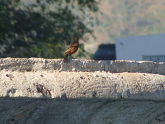 Icterus spurius