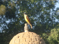 Pitangus sulphuratus