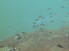 Chromis ternatensis