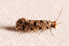 Amydria margoriella