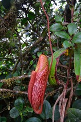 Nepenthes macfarlanei