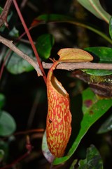 Nepenthes macfarlanei
