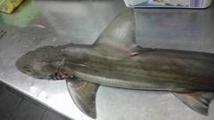 Mustelus mustelus