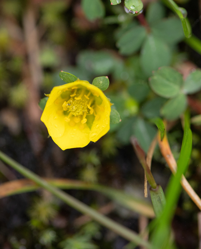 Sibbaldia cuneifolia, photograph 3