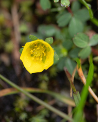 Sibbaldia cuneifolia, photograph (c) Morten Ross, some rights reserved (CC BY)