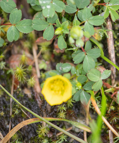 Sibbaldia cuneifolia, photograph 4