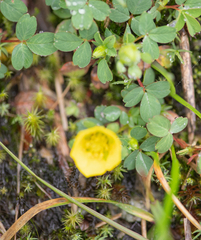 Sibbaldia cuneifolia, photograph (c) Morten Ross, some rights reserved (CC BY)
