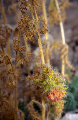 Caiophora chuquitensis