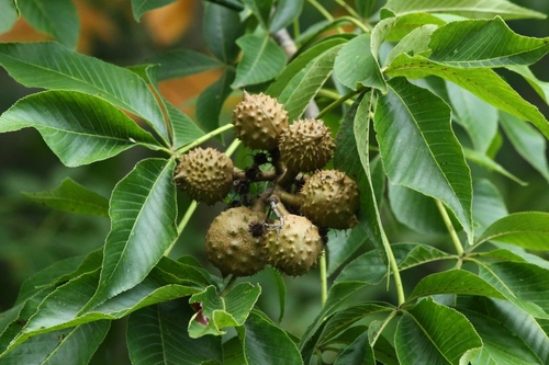 Horse Chestnut / Buckeye