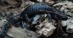 Ambystoma 'unisexual complex'