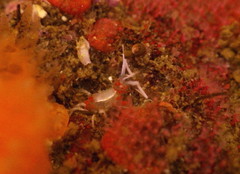 Podocerus cristatus image
