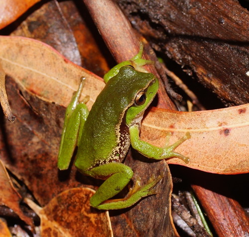 Narrow-fringed Frog