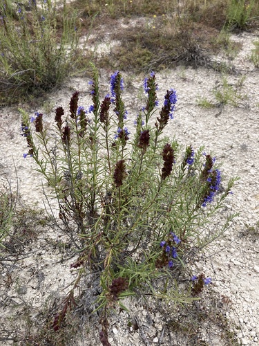 Hyssopus officinalis