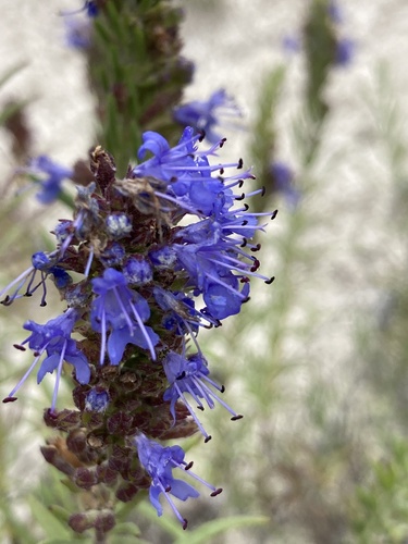 Hyssopus officinalis