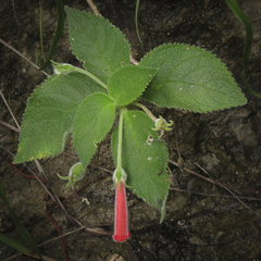 Kohleria hirsuta