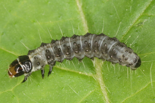 Gray Tortrix photo 2