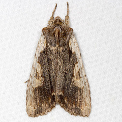 Lithophane petulca