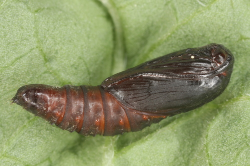 Gray Tortrix photo 3
