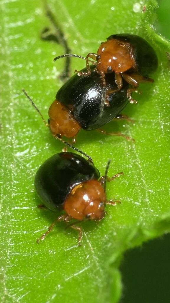 Nisotra madurensis