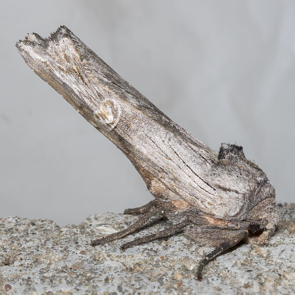 American Brindle Moth