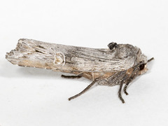 Lithomoia germana