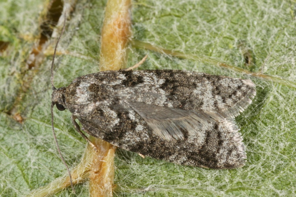 Grey Tortrix
