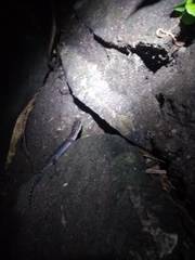 Cyrtodactylus marmoratus