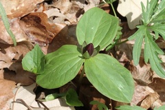 Trillium sessile
