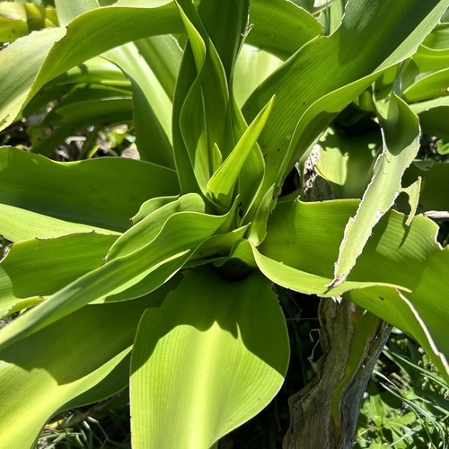 Crinum asiaticum