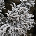 Variegated Foam Lichen - Photo (c) Leonardo Ancillotto, some rights reserved (CC BY), uploaded by Leonardo Ancillotto