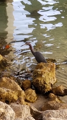 Egretta caerulea
