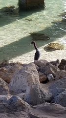 Egretta caerulea
