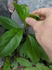 Gynura