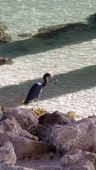 Egretta caerulea