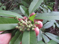 Photinia davidiana