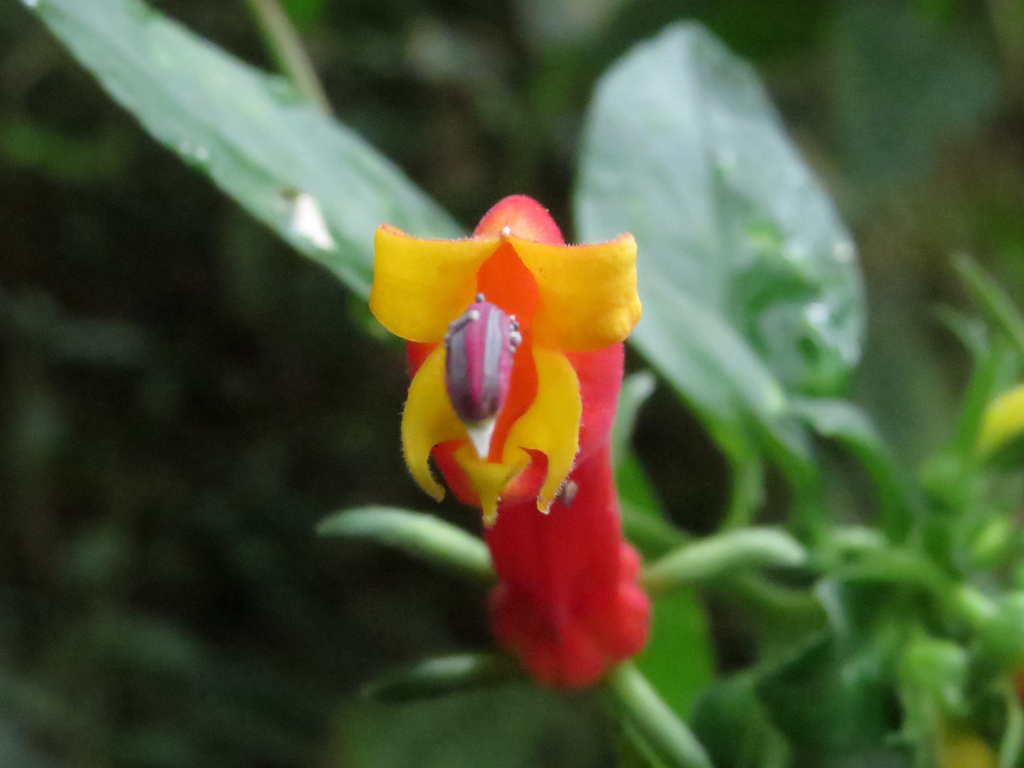 Centropogon solanifolius