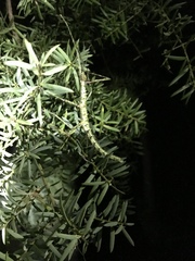 Acanthoxyla geisovii