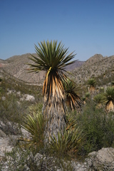 Yucca faxoniana