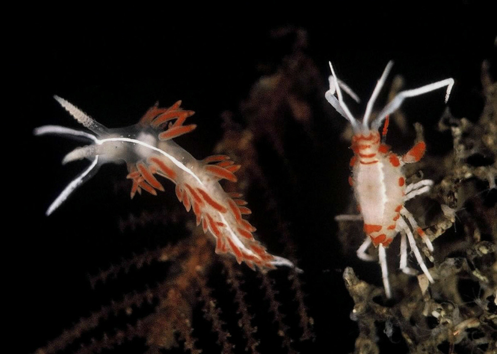 Nudibranch-mimicking Amphipod