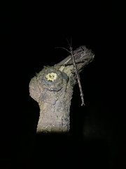 Acanthoxyla geisovii