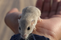 Perognathus longimembris