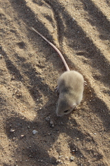 Perognathus longimembris