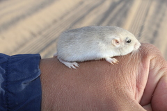 Perognathus longimembris