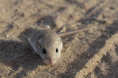 Perognathus longimembris