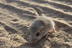 Perognathus longimembris