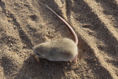 Perognathus longimembris