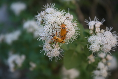 Chauliognathus erratus